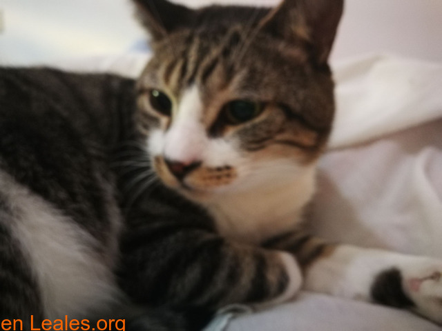 Gatos que necesitan ayuda veterinara - 4