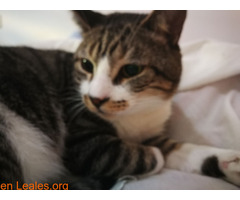 Gatos que necesitan ayuda veterinara - Imagen 4