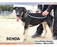 SENDA - Imagen 2