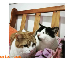 Gatos Rescatados - Imagen 4