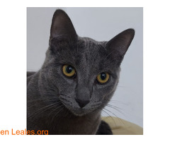 Gato gris castrado.se llama muffy.ayuf p - Imagen 1