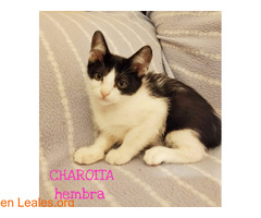 CHAROITA - Imagen 2