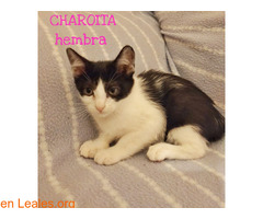 CHAROITA - Imagen 4