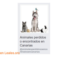 Animales Perdidos o Encontrados Canarias