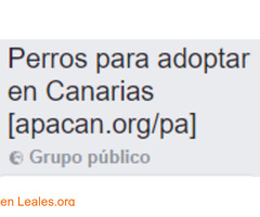 Perros para adoptar en Canarias