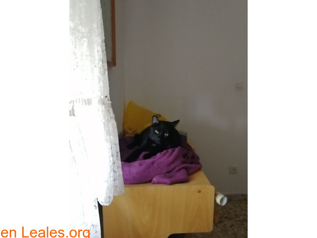 Gato negro con mancha blanca perdido - 1
