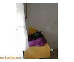Gato negro con mancha blanca perdido - Imagen 1