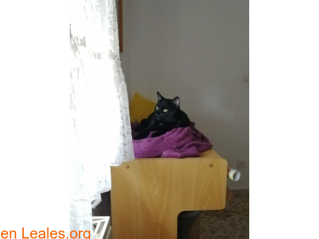 Gato negro con mancha blanca perdido - 2