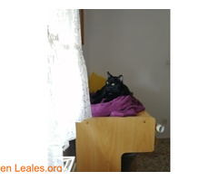 Gato negro con mancha blanca perdido - Imagen 2