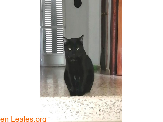 Gato negro con mancha blanca perdido - 3