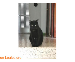 Gato negro con mancha blanca perdido - Imagen 3