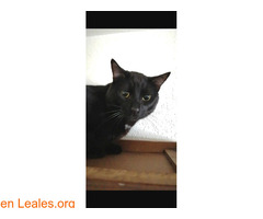 Gato negro con mancha blanca perdido - Imagen 5