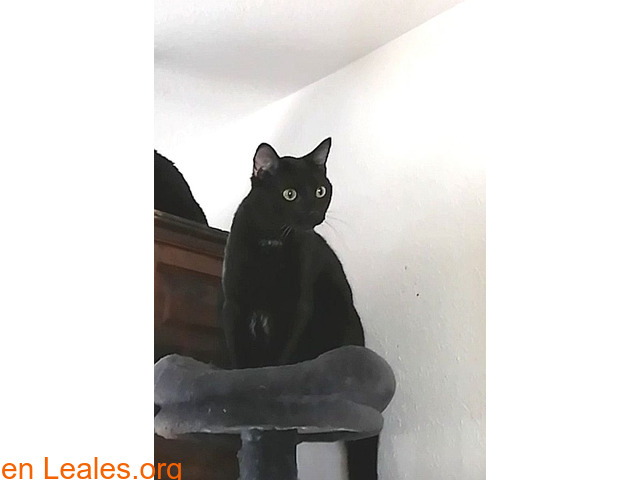 Gato negro con mancha blanca perdido - 6