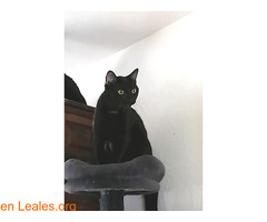 Gato negro con mancha blanca perdido - Imagen 6