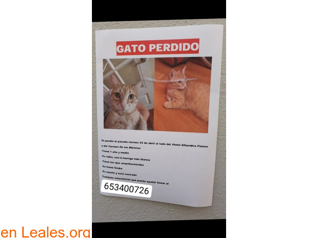 DIFUNDID* URGENTE* GATO PERDIDO - 1
