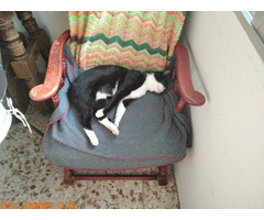 Gatita negra y blanca 14 meses castrada - Imagen 3