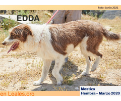 EDDA - Imagen 1