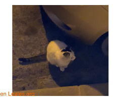Gato encontrado en carrizal - Imagen 1