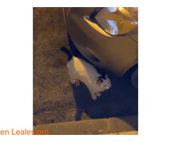 Gato encontrado en carrizal - Imagen 2