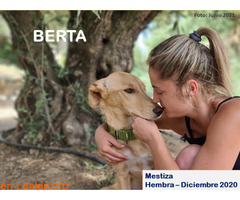 BERTA - Imagen 2