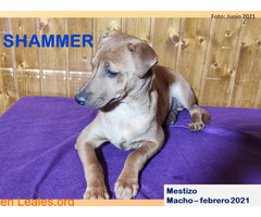 SHAMMER - Imagen 2