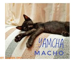 YAMCHA - Imagen 5