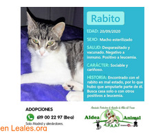 Rabito, gatito leucémico - Imagen 1