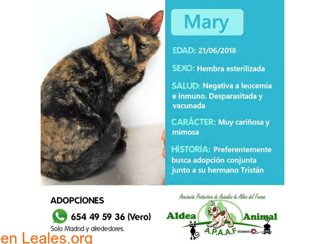 Mary en adopción - 1