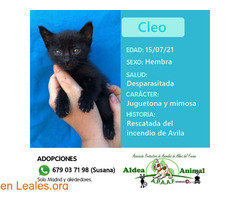 Cleo en adopción - Imagen 1