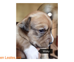 Wisky en adopción
