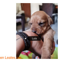 Lola en adopción - Imagen 2