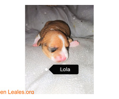 Lola en adopción - Imagen 5
