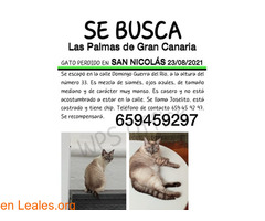 Gato perdido ca Domingo Guerra del Río33 - Imagen 2