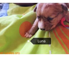 Luna en adopción - Imagen 5