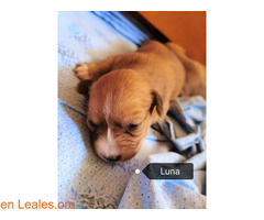 Luna en adopción - Imagen 10