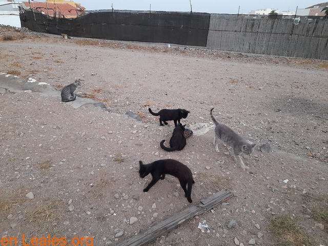 Los gatos negros cuesta dar adopción - 2