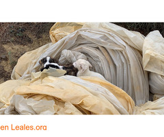 Madre y Cachorros abandonados en basura - Imagen 1