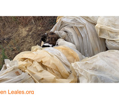 Madre y Cachorros abandonados en basura - Imagen 2
