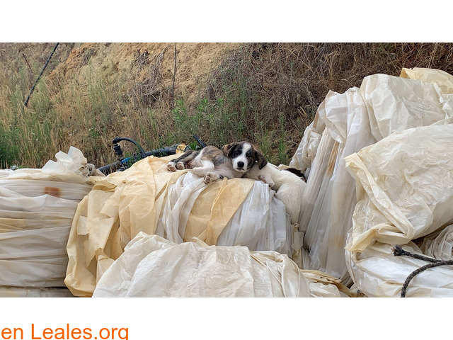 Madre y Cachorros abandonados en basura - 4