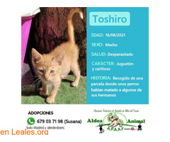 Toshiro en adopción - Imagen 1