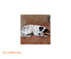 Encontrada perra en Maracay