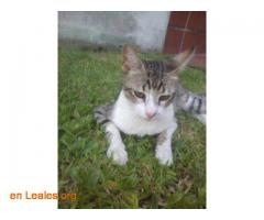 Gato perdido en Argerich