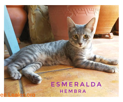 ESMERALDA - Imagen 2