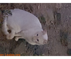 Gato macho sin castrar Cruce Arinaga - Imagen 1