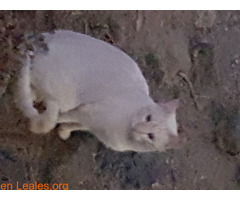 Gato macho sin castrar Cruce Arinaga - Imagen 2