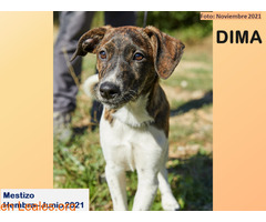 DIMA - Imagen 1