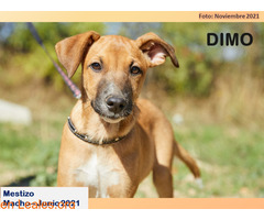 DIMO - Imagen 1