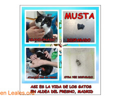 Musta, inmuno en adopción - Imagen 9