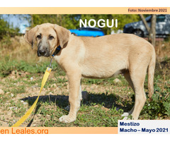 NOGUI - Imagen 7