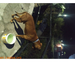 Perro encontrado en La Yedra (Utiaca) - Imagen 3